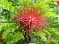 0917 Santa Clara - Rasierpinselbaum