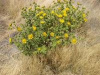 Giant's Playground - hier gibt es auch Pflanzen, die bluehen