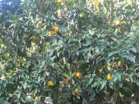 IMG_2335Orangenbäume Buskett Gardens