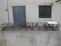 IMG_2363 Verkauf v. Grünfinken