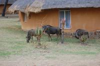 Streifengnus zwischen den Rundhütten der Heia Safari Lodge