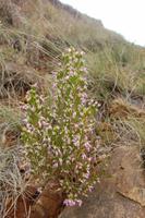eine Erika-Art der Drakensberge