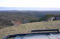 2 Löwen-Weibchen auf Tuchfühlung
