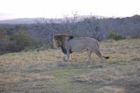 mächtiger männlicher Löwe