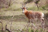eine Antilopenart im Kariega-Park