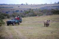 Breitmaul-Nashorn im Kariega-Wildpark 