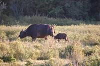 Büffelkuh und Junges im Kariega-Park
