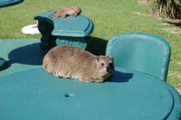 Klippschliefer in der Mittagssonne