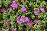 blühende Sukkulenten auf der Robberg-Halbinsel