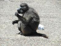 Pavian auf Futtersuche bei Touristen am Kap der guten Hoffnung
