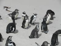 Boulders Beach: einzige Siedlung afrikanischer Pinguine