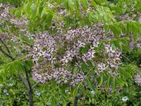 Der Kap-Flieder blüht