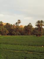 Spaziergang durch die Palmerie