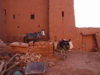 Muli und Esel im Kasbah
