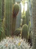 Jardin Majorelle in Marrakesch