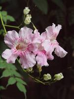 Jardin Majorelle in Marrakesch