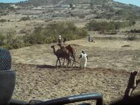 ein sehr seltener Anblick - Felder werden mit Hilfe von Dromedaren gepflügt