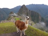 Machu Picchu 2. Tag