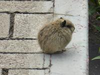Vizcachas (Hasenmäuse) gehören zur Familie der Chinchillas