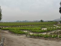 Chile - auf dem Weingut 