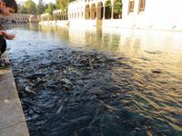 heilige Karpfen in Sanliurfa
