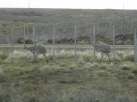 Nandus