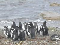 Magellanpinguine
