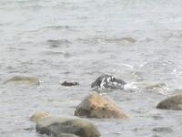 Magellanpinguine