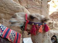 0393 Felsenstadt Petra