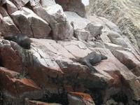 Bootsfahrt zu den Ballestas Inseln