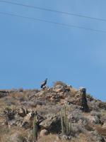 Fahrt zum Cruz del Cóndor