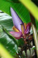 Im Botanischen Garten von Merida