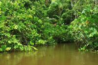 Im Orinoco Delta