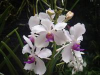 Blütenpracht im Orchideengarten