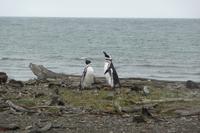 Pinguine am Seno Otway