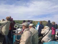 Auf der Aussschau nach Albatrossen