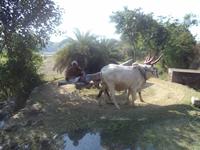 Historische Wasserschöpfanlage im Aravalli-Gebirge
