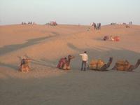 Dromedare in der Thar-Wüste