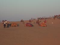 Dromedare in der Thar-Wüste