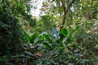 Costa Rica, Carara-Nationalpark