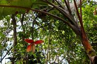 Costa Rica, Carara-Nationalpark