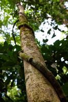 Costa Rica, Carara-Nationalpark