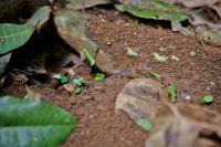 Costa Rica, Carara-Nationalpark