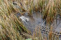 In den Everglades