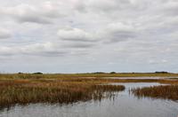 In den Everglades