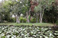 In den Everglades