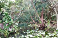 In den Everglades