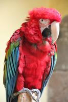 Las Palmas - der Star im Kolumbus-Museum