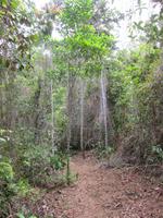 Ilhéus - an den Tijuipe-Wasserfällen