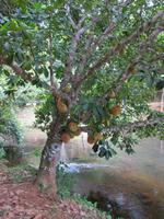 Ilhéus - an den Tijuipe-Wasserfällen